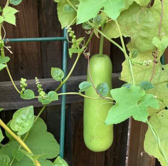 Growing Bottle Gourd (Lauki) in the Midwest
