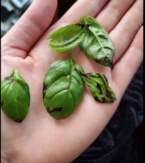 Mystery of Black Spots on Basil: Causes and Solutions