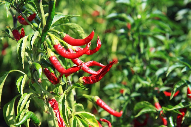 Overwintering Your Pepper Plants: Keep the Spice Alive!