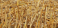 Fall Field Stalks