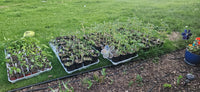 2025 Garden Recap- Busy Spring, Bountiful Fall
