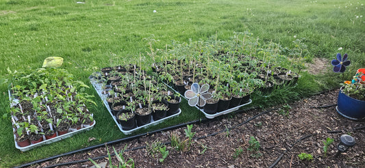 2025 Garden Recap- Busy Spring, Bountiful Fall