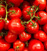 Mastering Temperature and Humidity Control for Successful Tomato Seed Germination