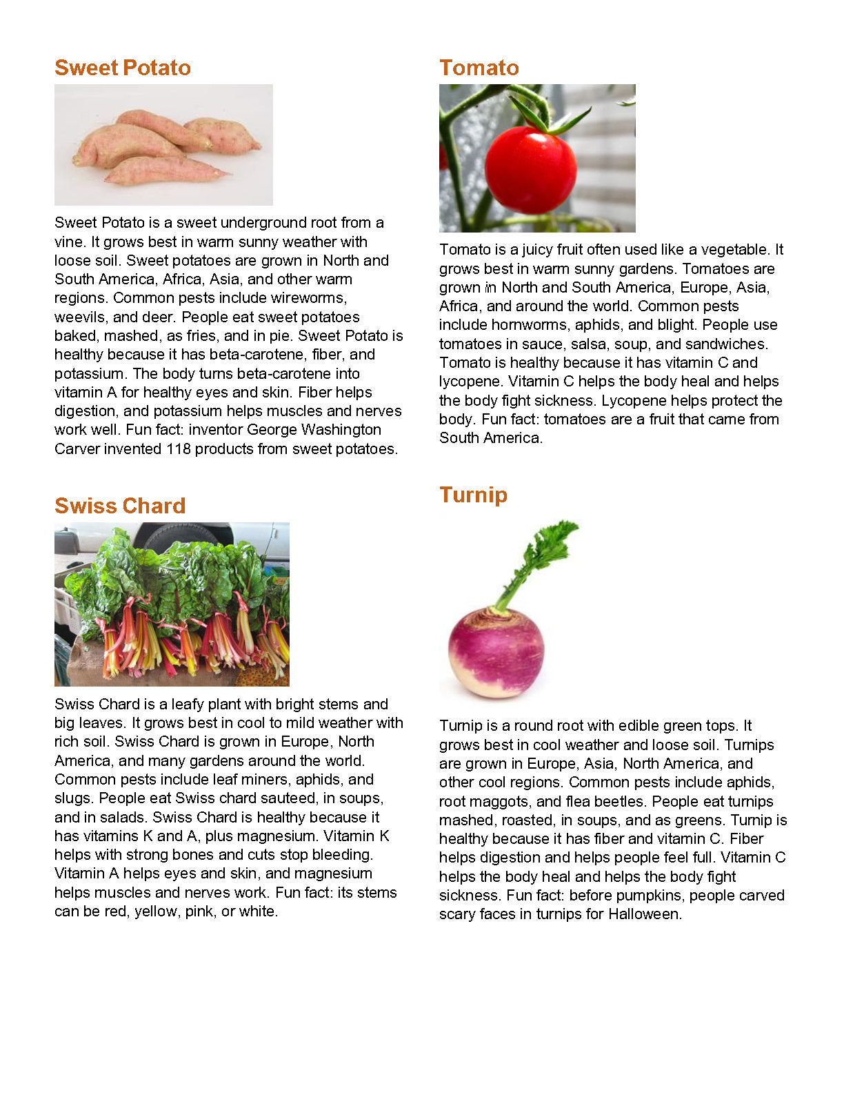 Plant Report Project Worksheet | Digital Download